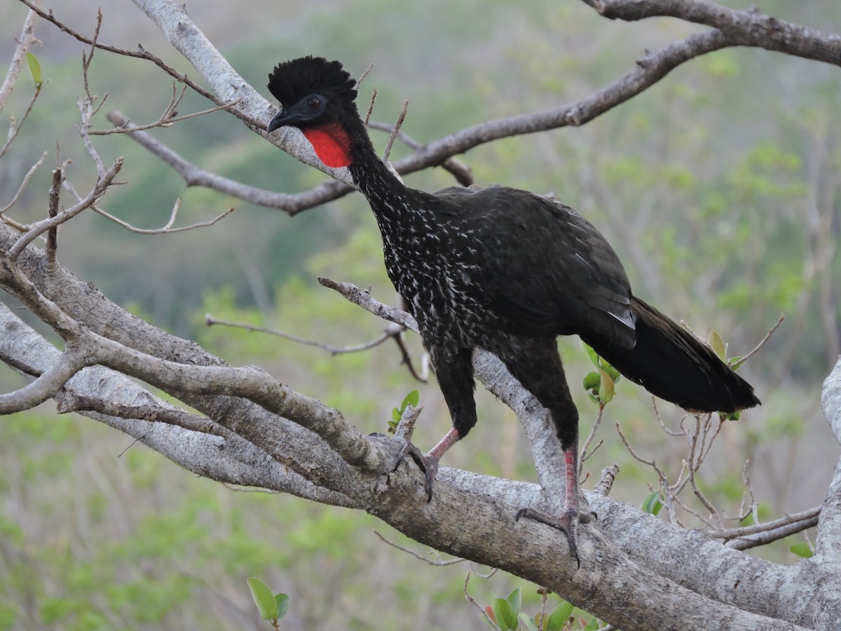Crested Guan - ML619620500