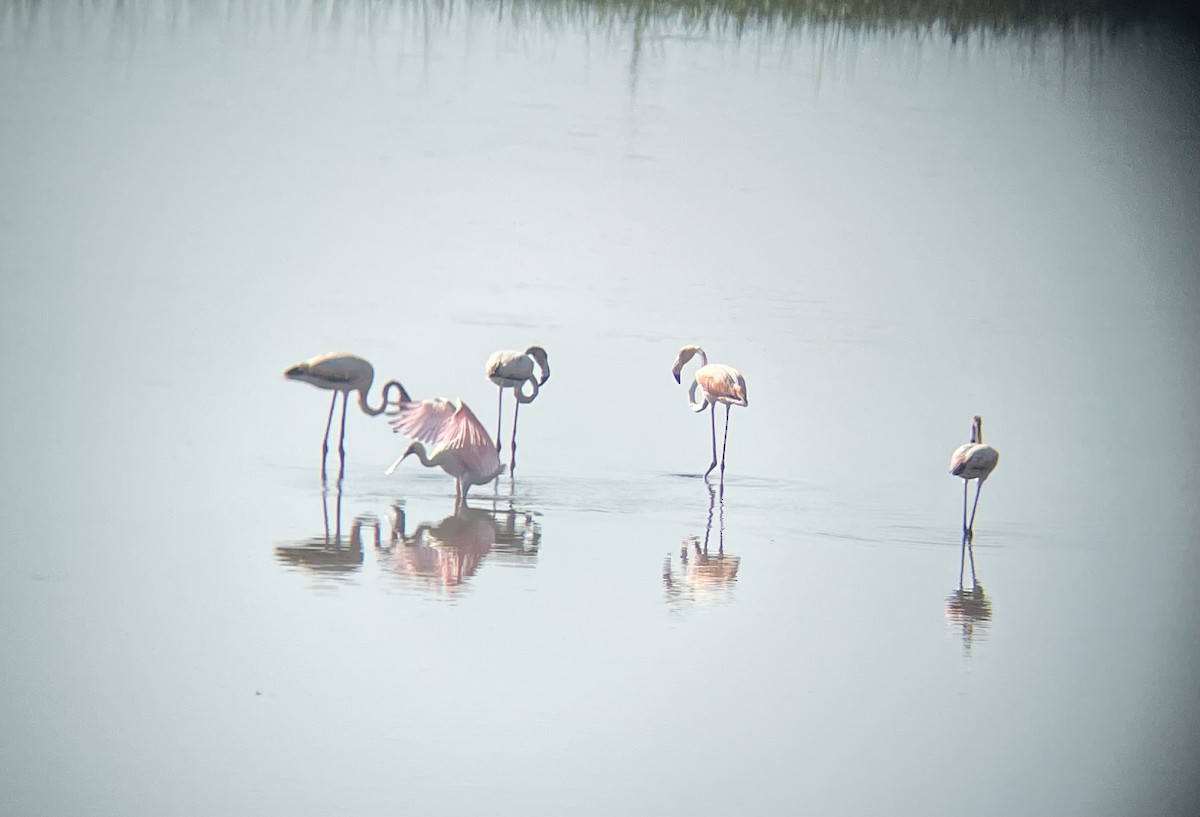 Amerika Flamingosu - ML619620527