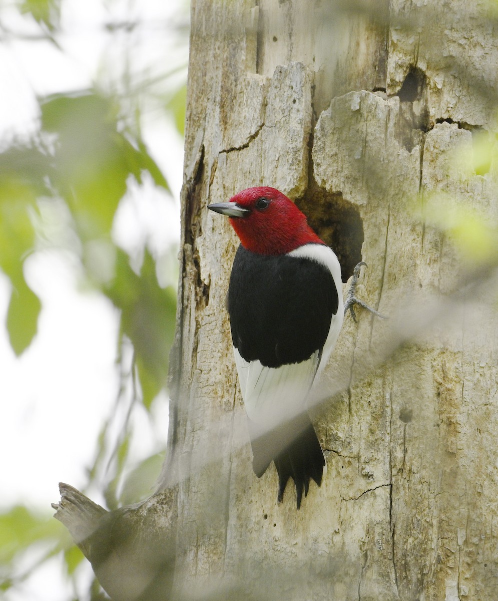 Red-headed Woodpecker - ML619620533