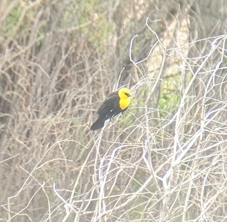 Yellow-headed Blackbird - ML619620536