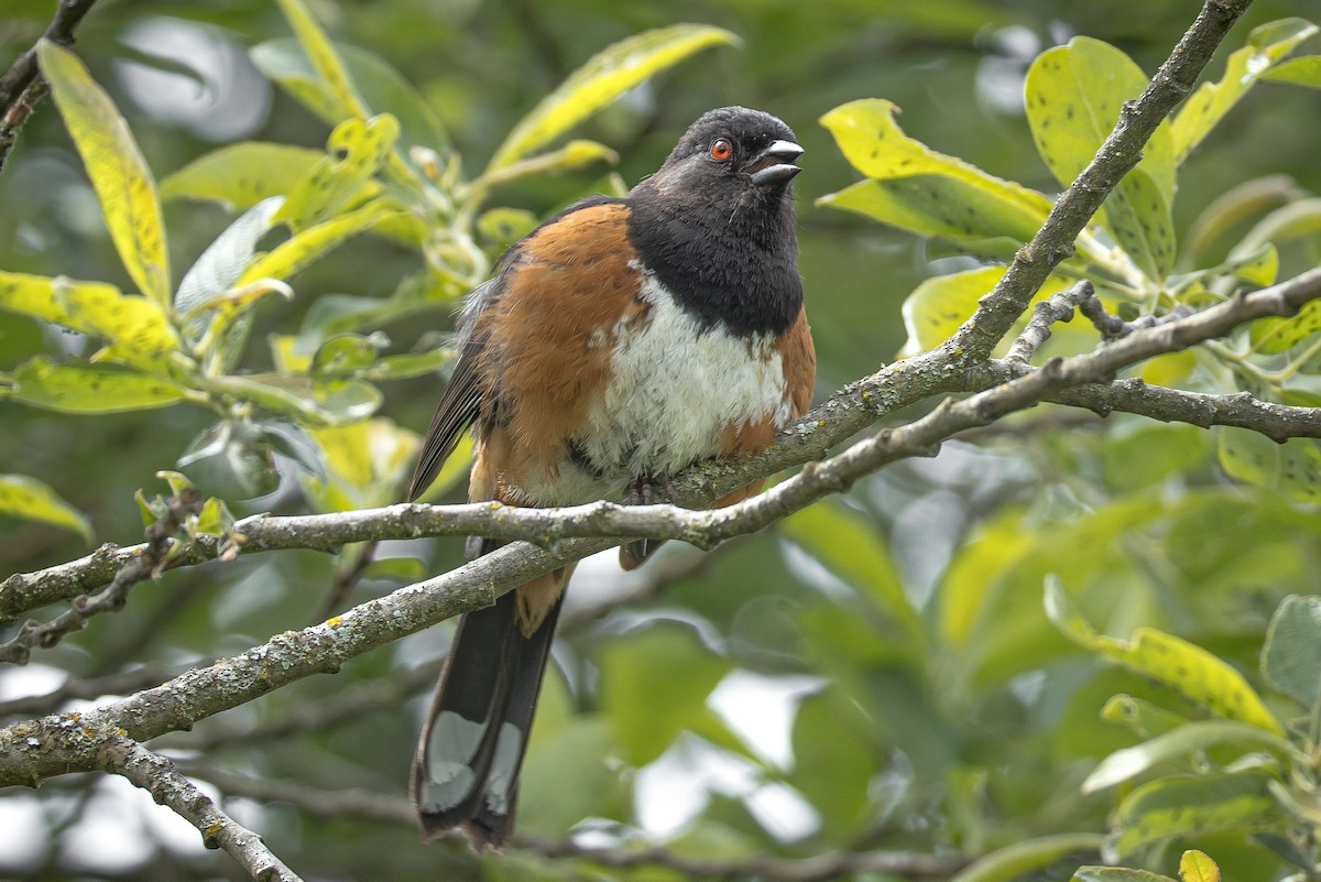 Spotted Towhee - ML619620537