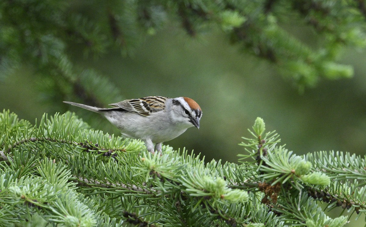 Chipping Sparrow - ML619620555