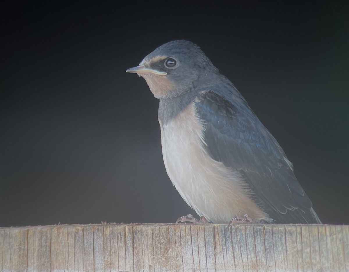 Barn Swallow (White-bellied) - ML619620651
