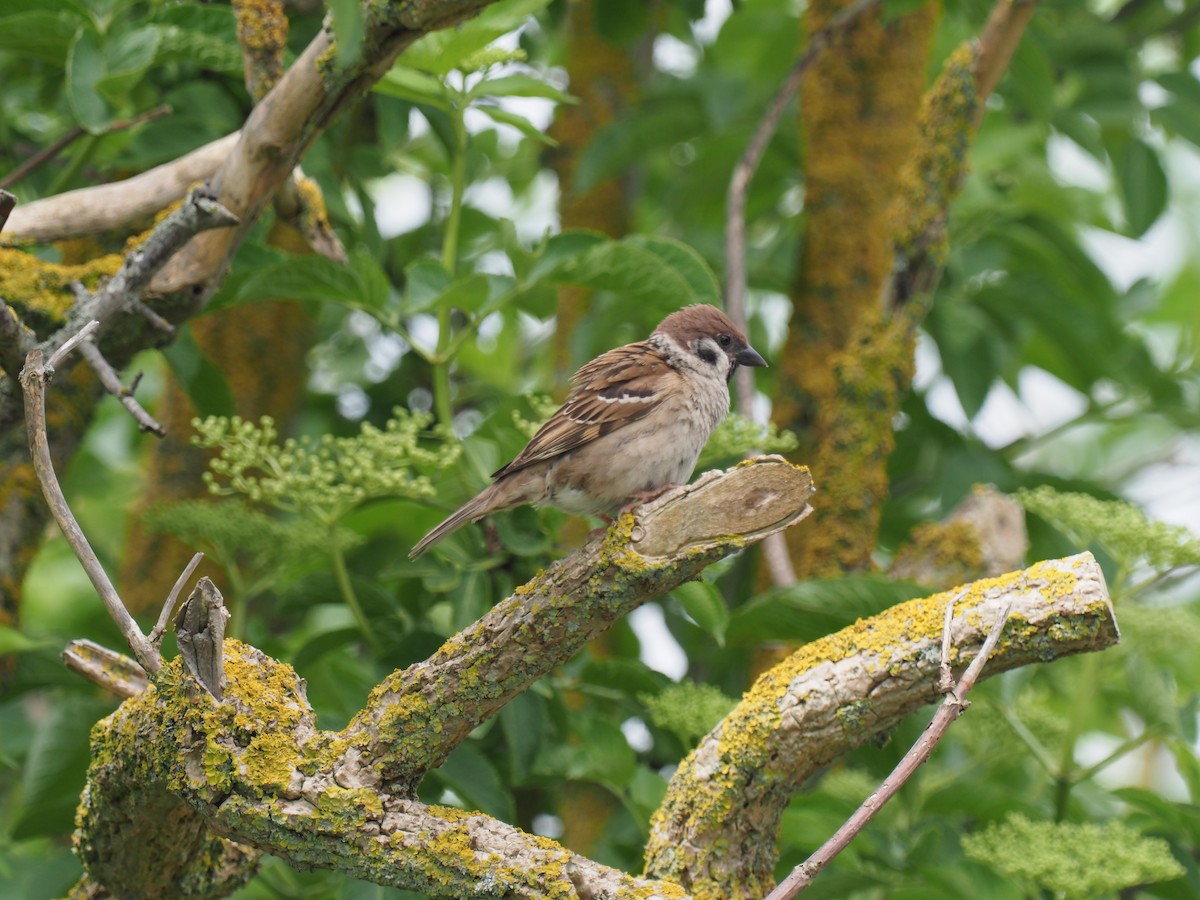 Eurasian Tree Sparrow - ML619620653