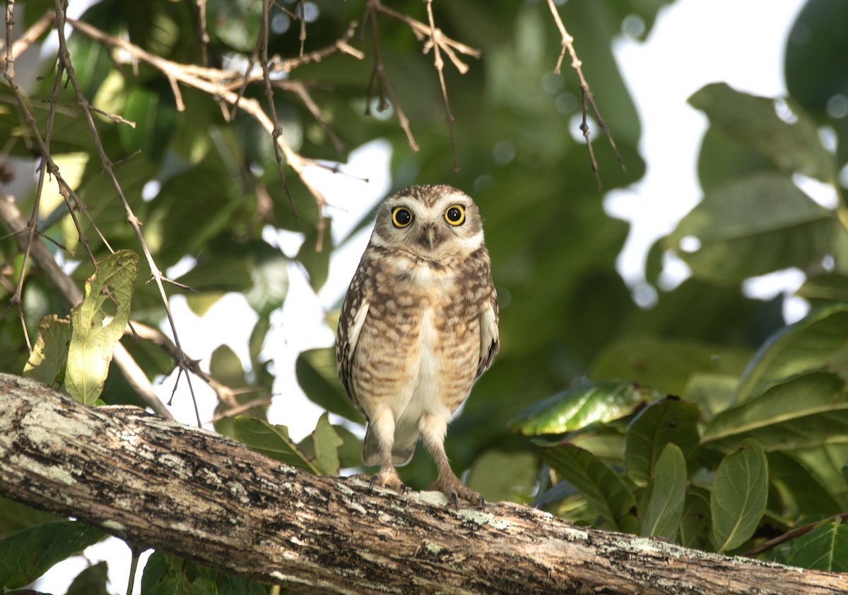 Burrowing Owl (grallaria) - ML619620682