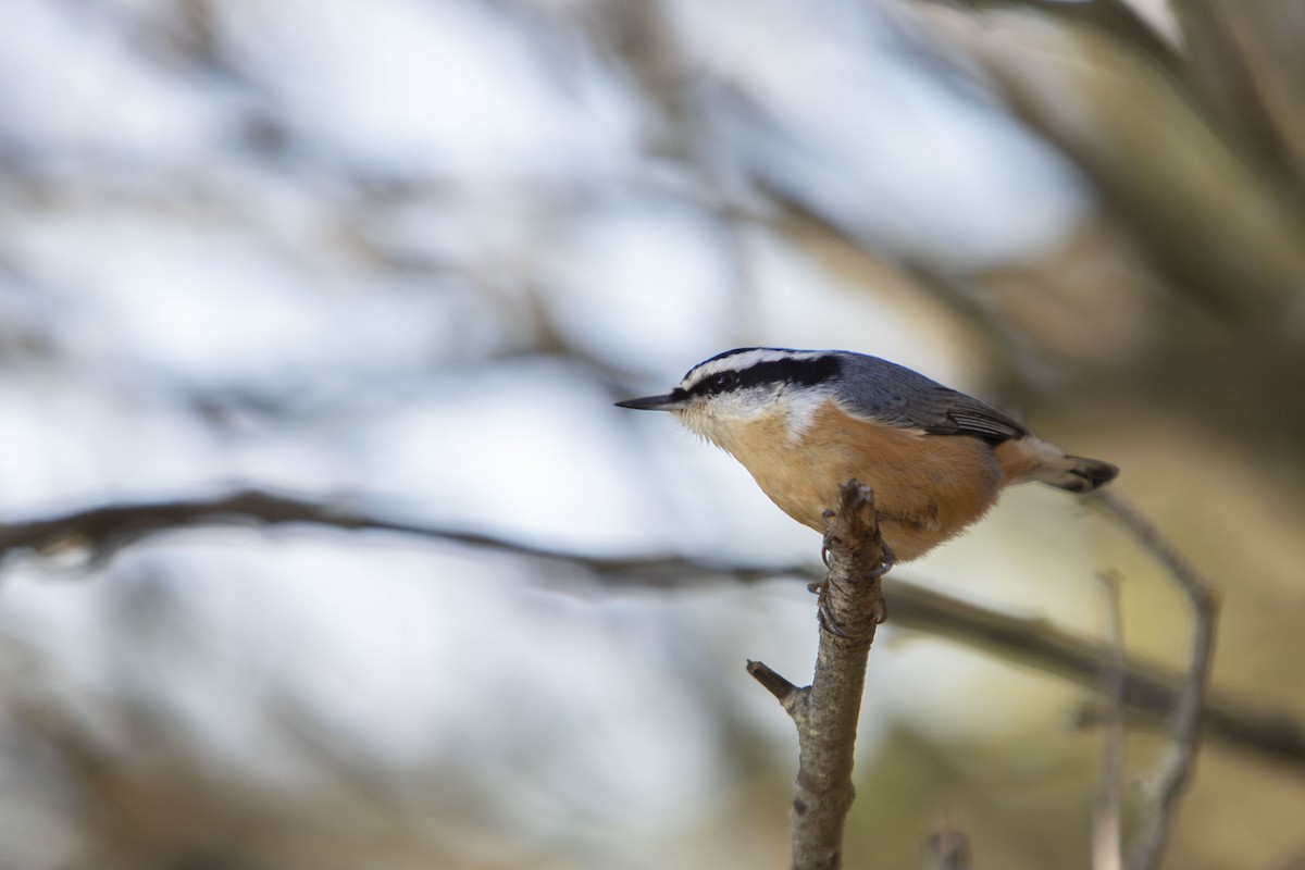 Red-breasted Nuthatch - ML619620701