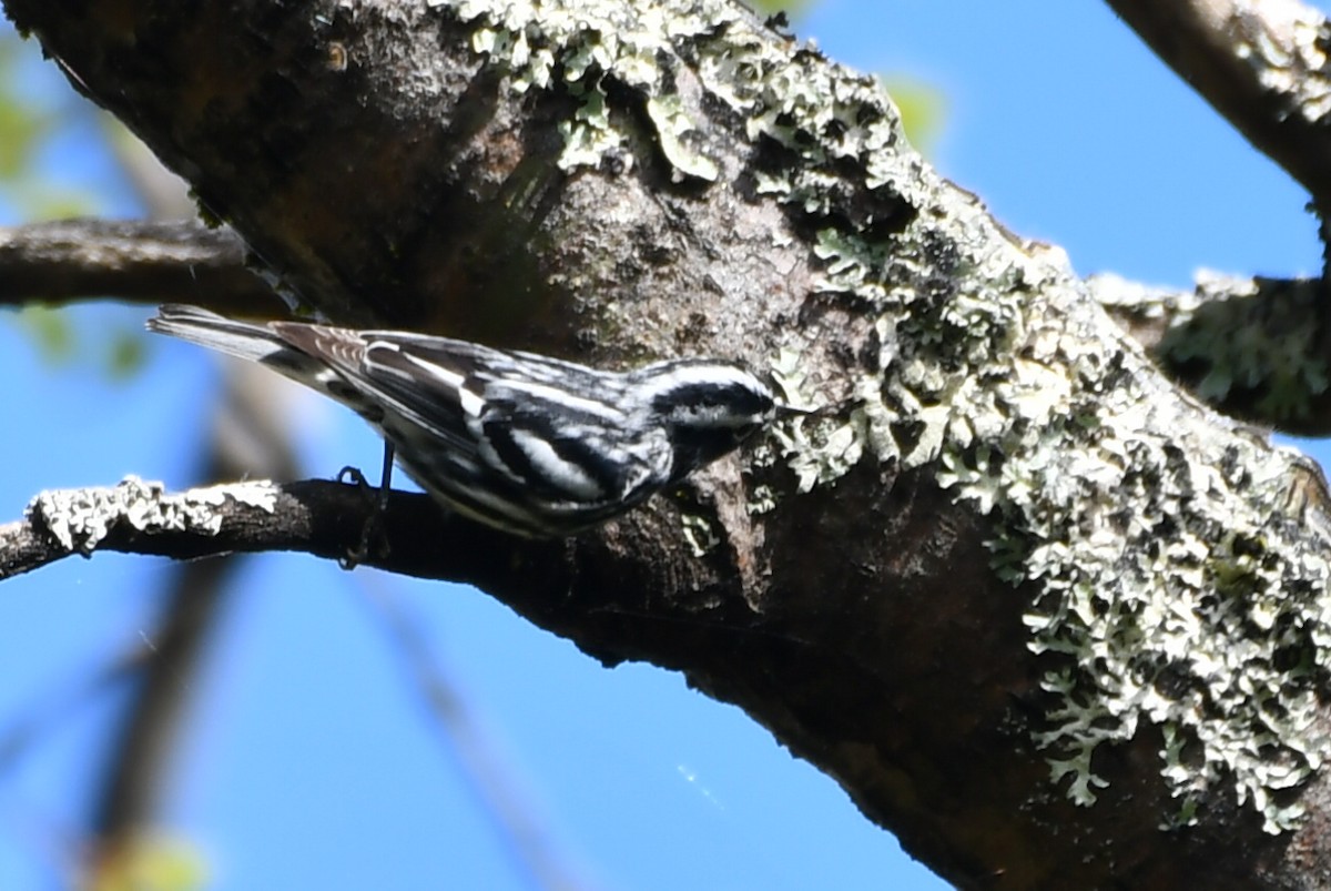 Black-and-white Warbler - ML619620726