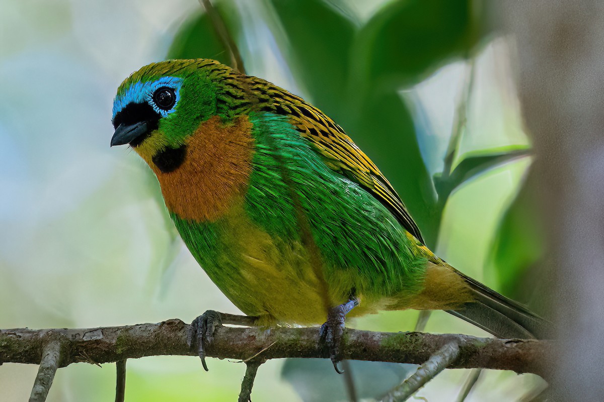 Brassy-breasted Tanager - ML619620767