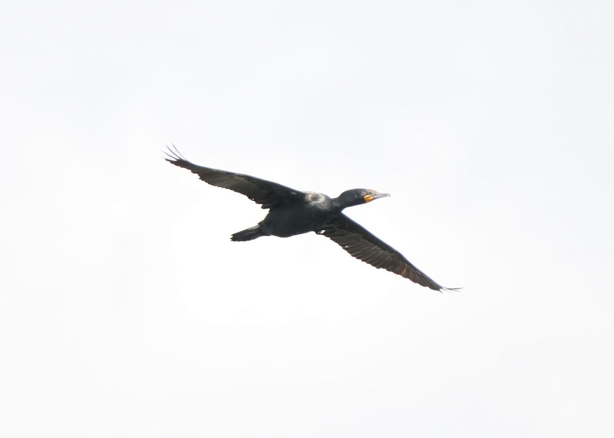 Double-crested Cormorant - ML619620838
