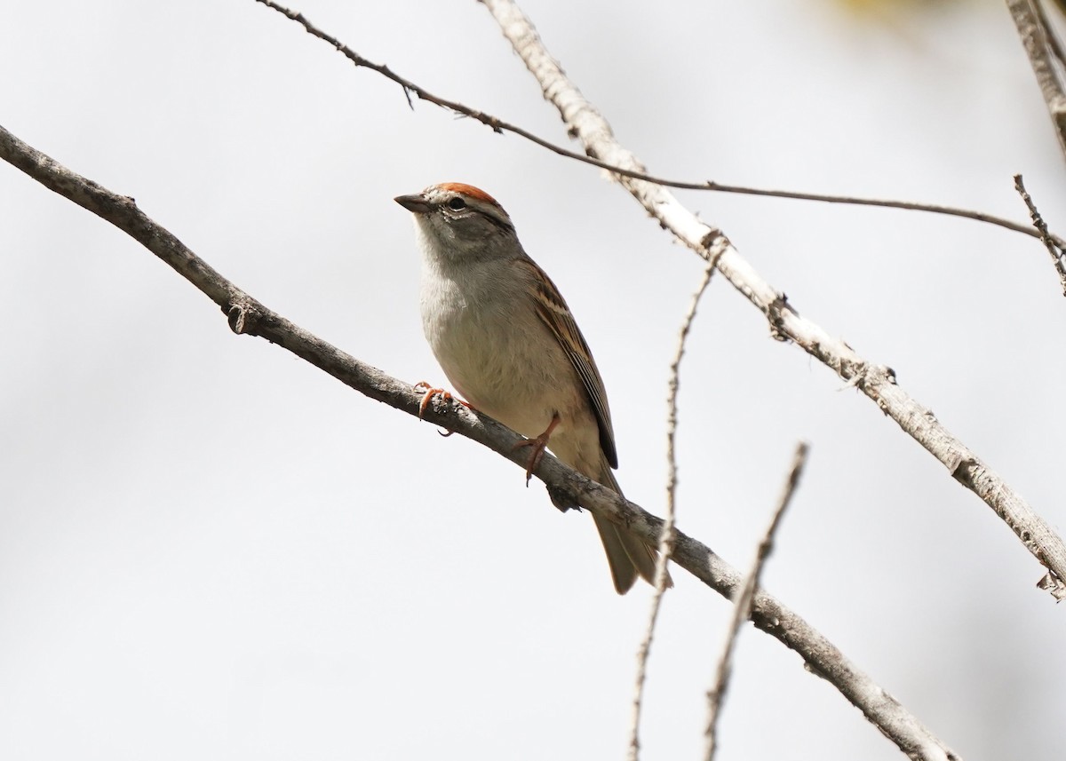 Chipping Sparrow - ML619620884