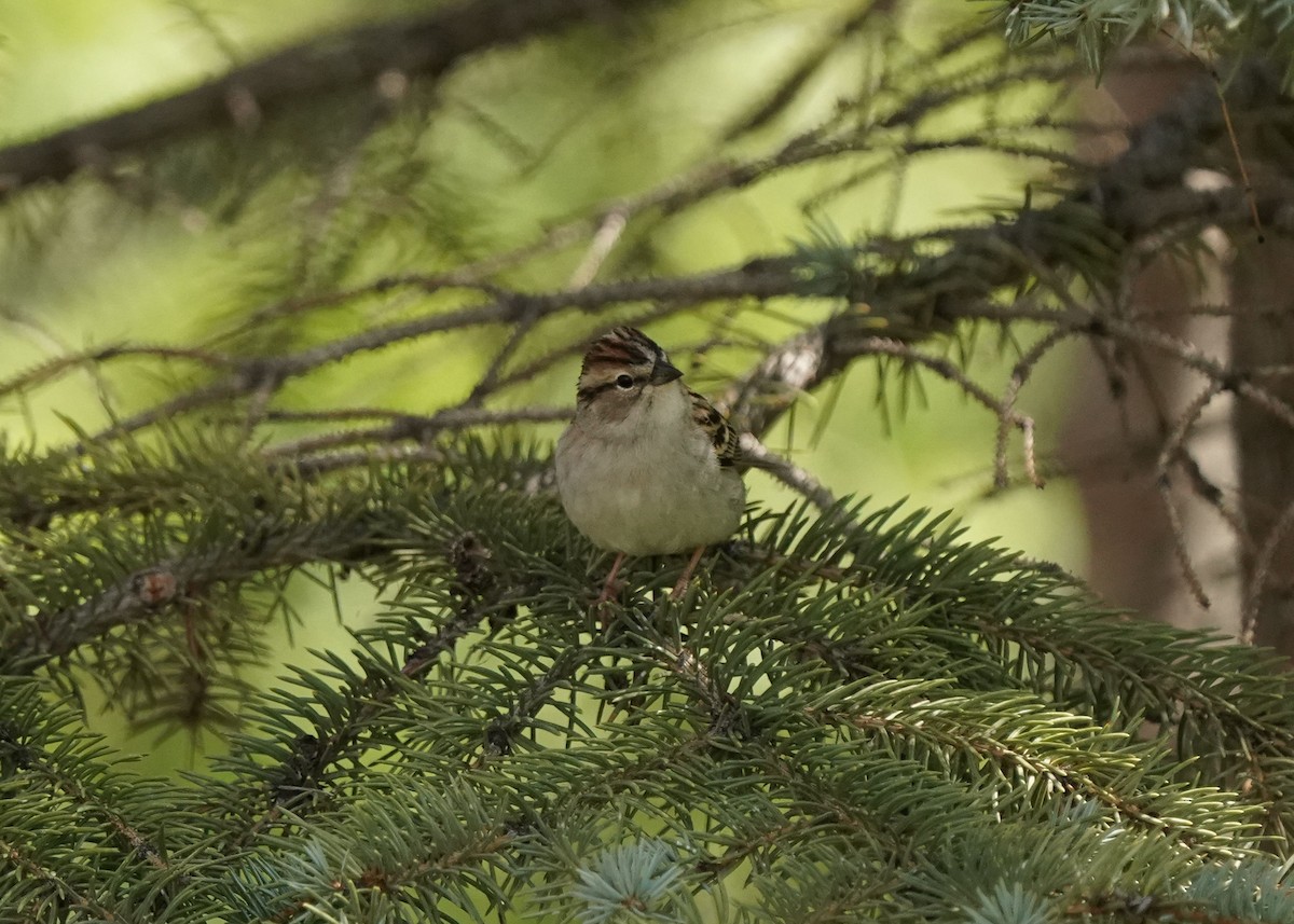 Chipping Sparrow - ML619620886