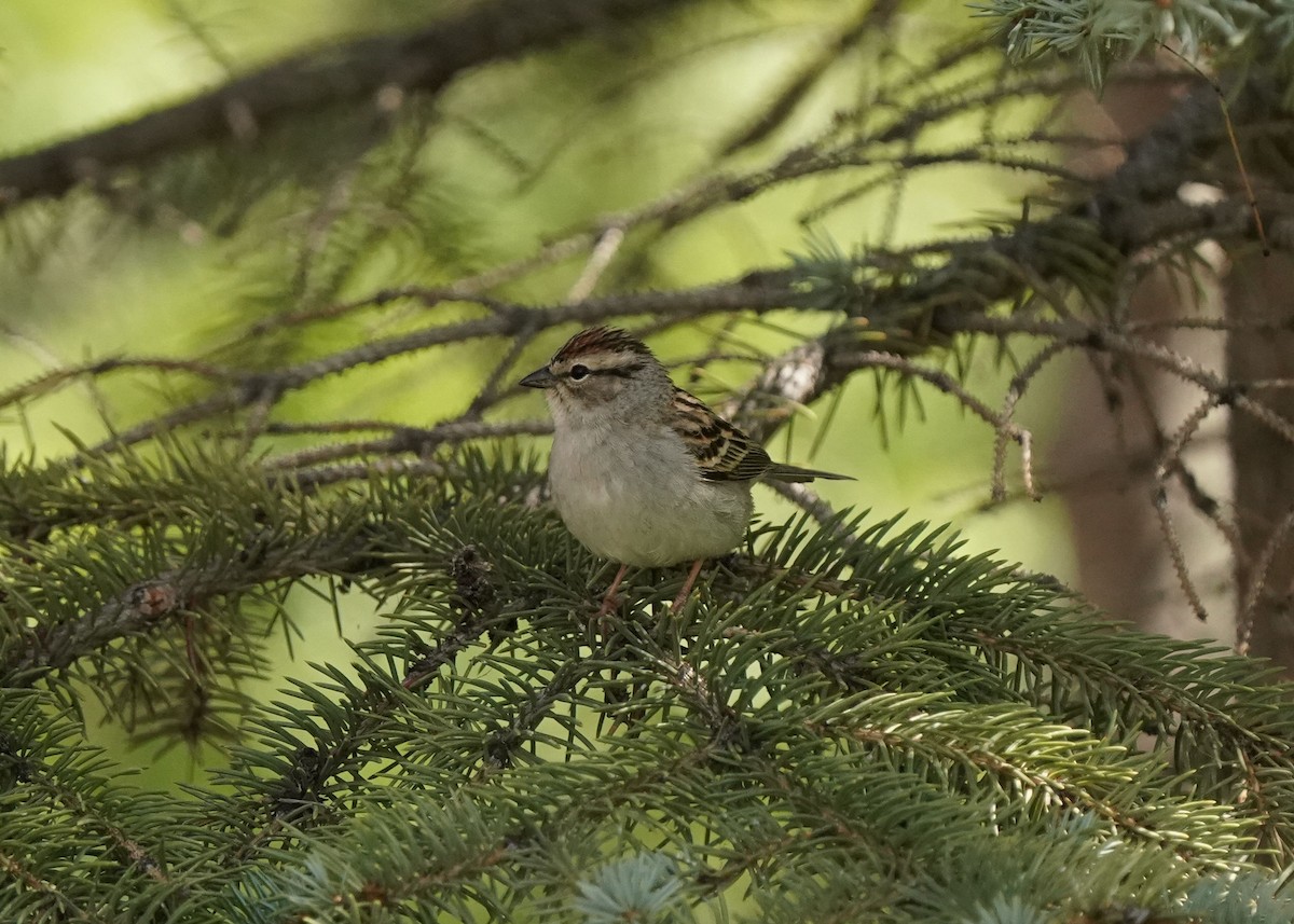 Chipping Sparrow - ML619620887