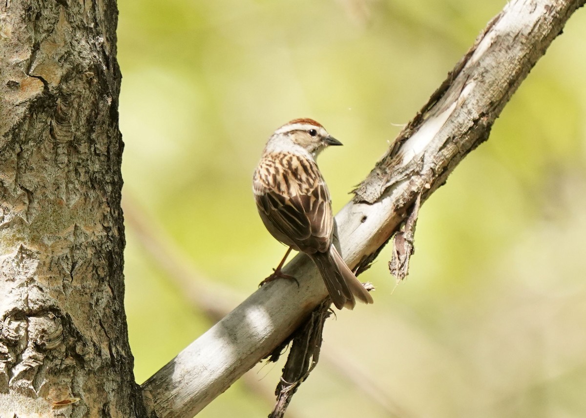 Chipping Sparrow - ML619620888