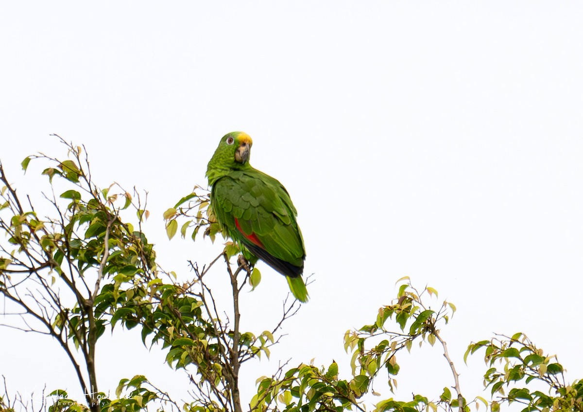 Yellow-crowned Parrot - ML619620890