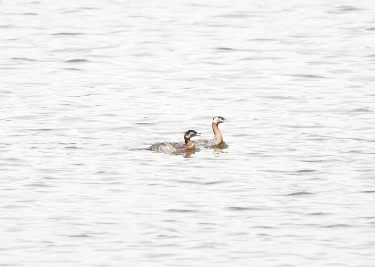 Red-necked Grebe - ML619620929