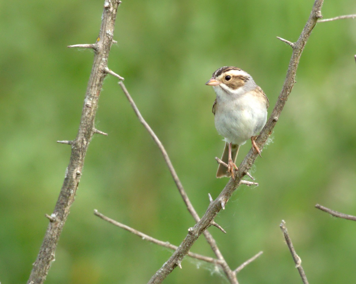 Clay-colored Sparrow - ML619620932