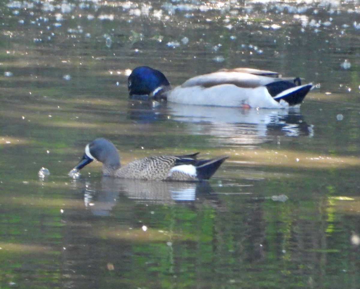 Blue-winged Teal - ML619620948