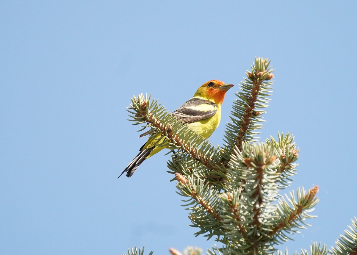 Western Tanager - ML619620950