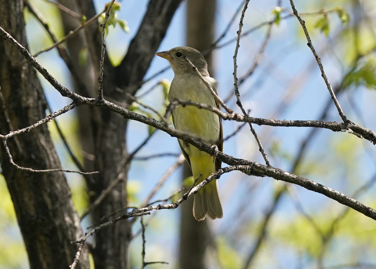 Western Tanager - ML619620953