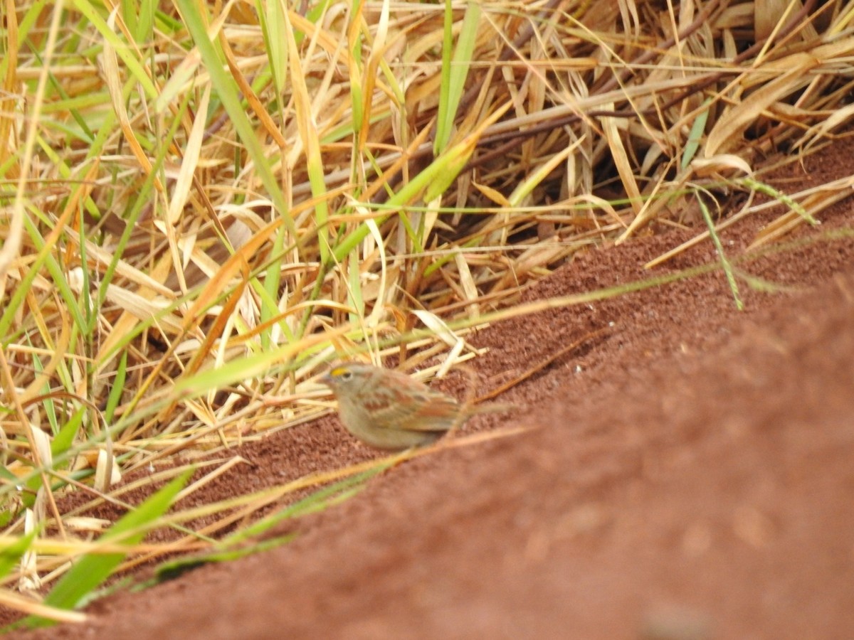 Grassland Sparrow - ML619620958