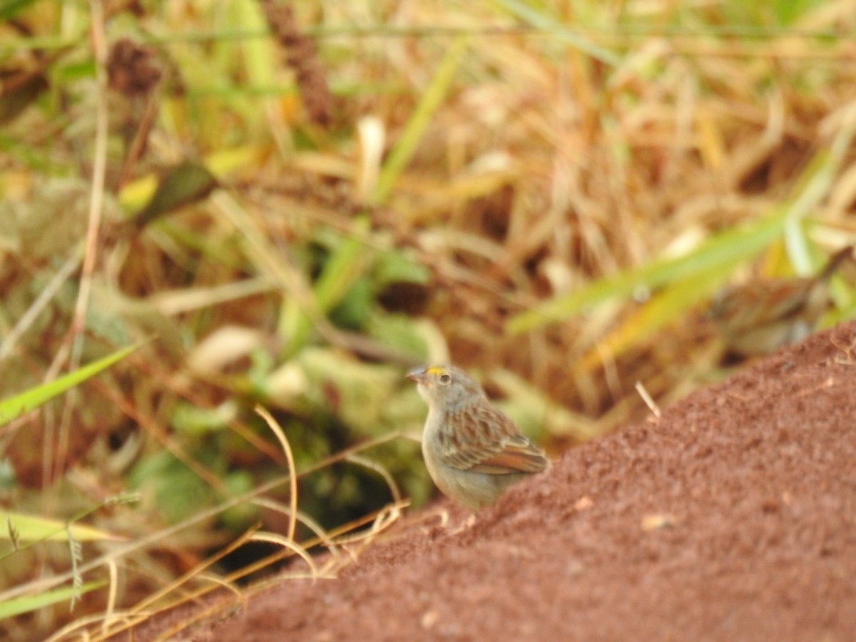 Grassland Sparrow - ML619620959