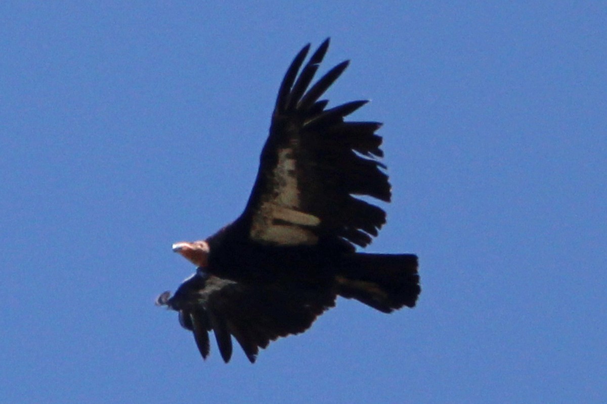California Condor - ML619621014