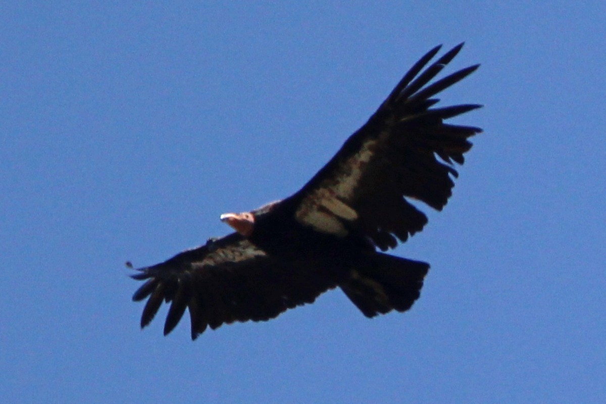 California Condor - ML619621015