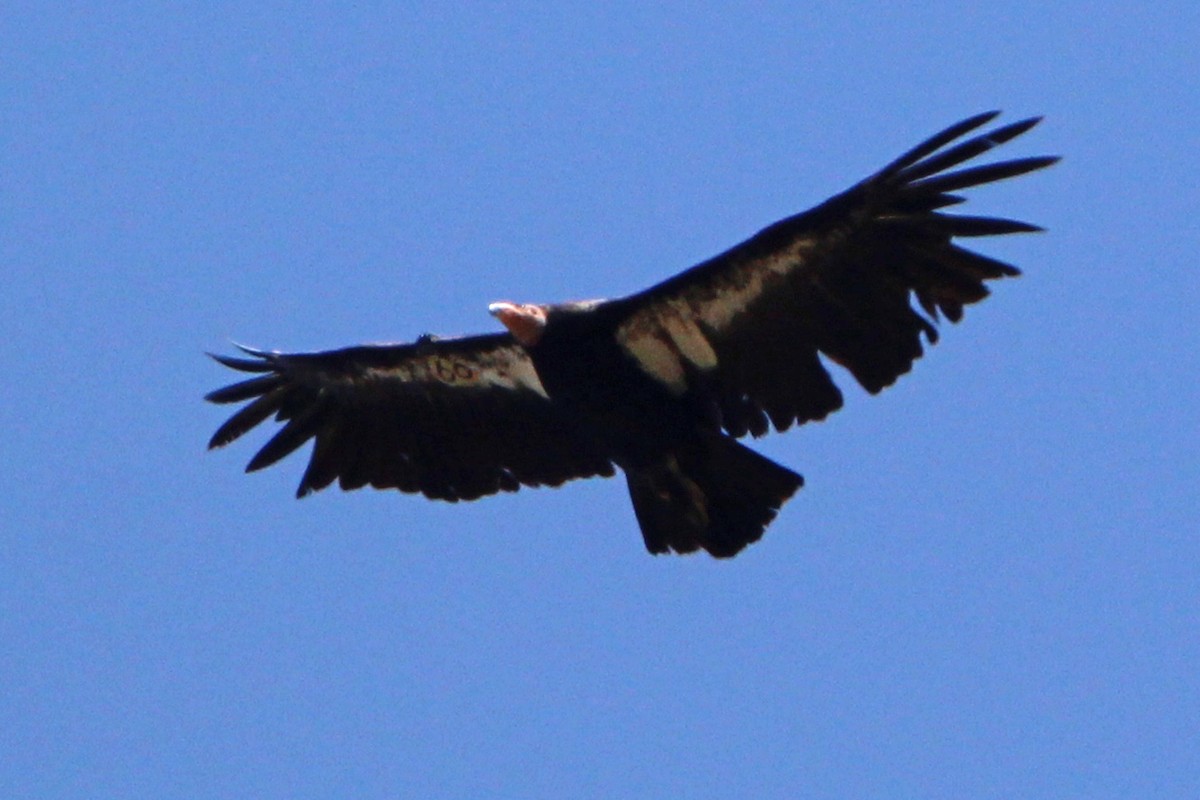 California Condor - ML619621016