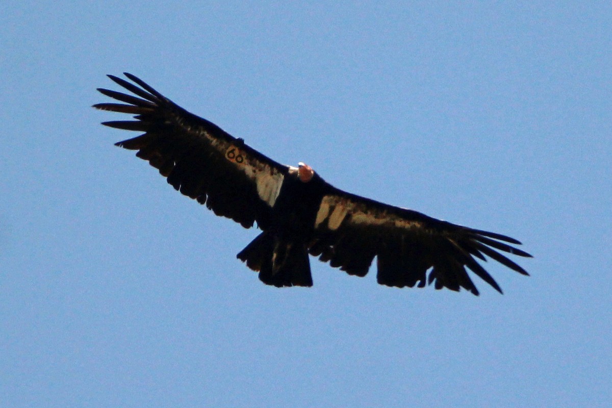 California Condor - ML619621018