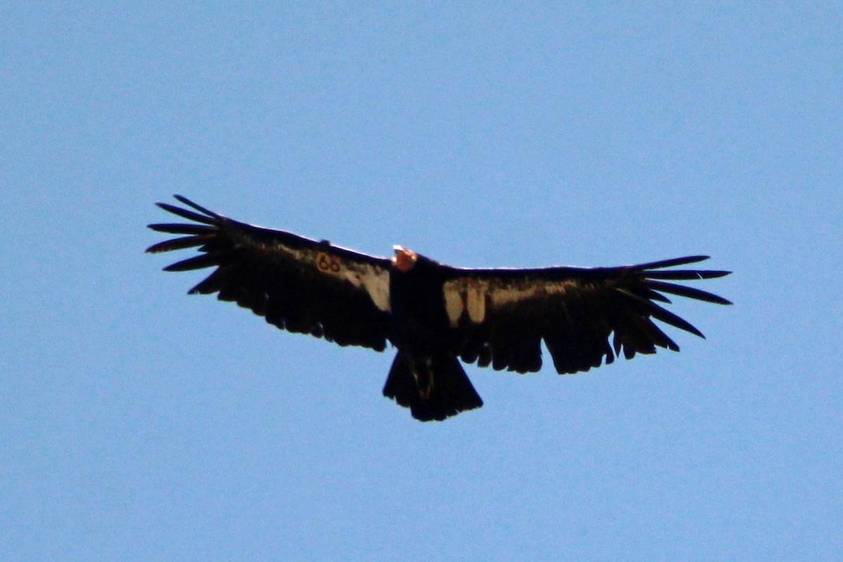 California Condor - ML619621019