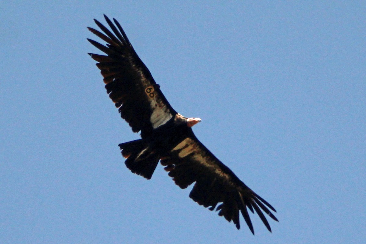 California Condor - ML619621020