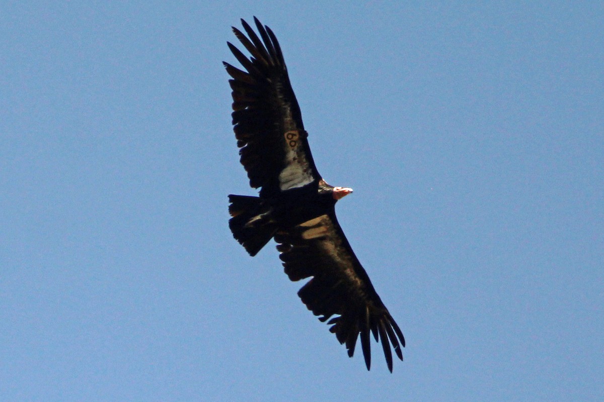 California Condor - ML619621021