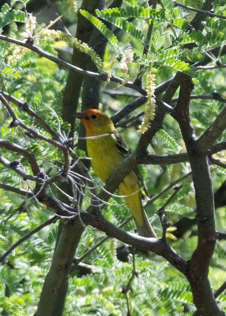 Western Tanager - ML619621023