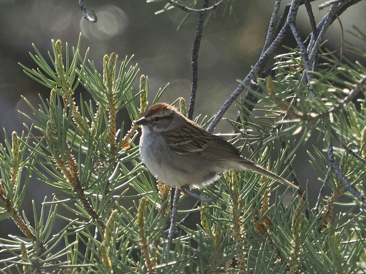 Chipping Sparrow - ML619621030
