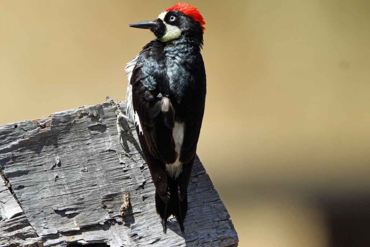 Acorn Woodpecker - ML619621064
