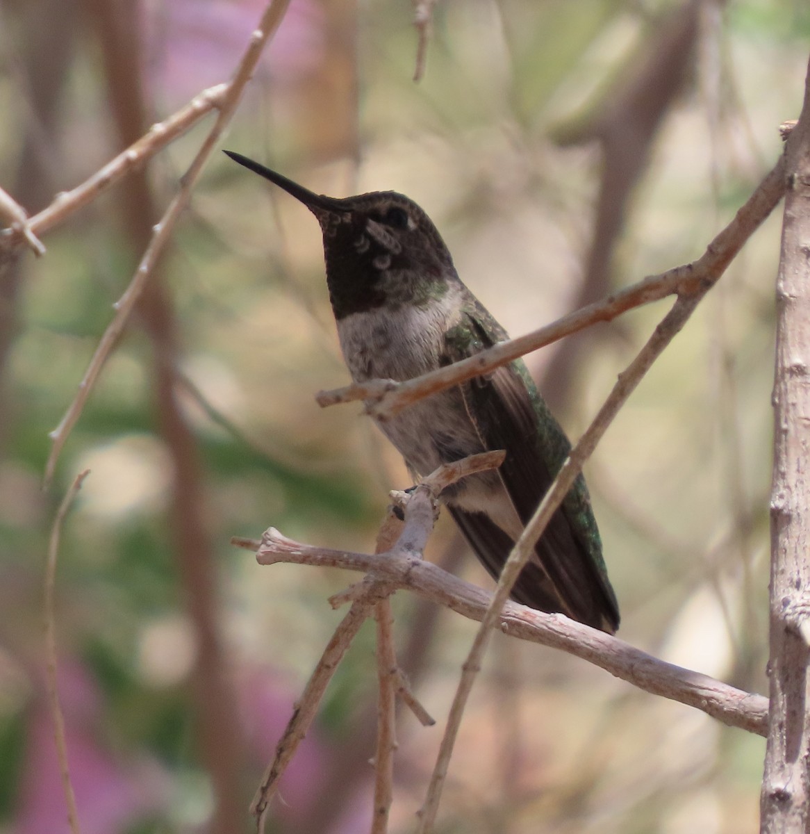 Anna's Hummingbird - ML619621071