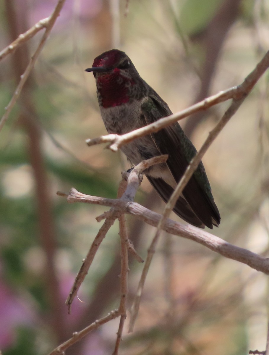 Anna's Hummingbird - ML619621114