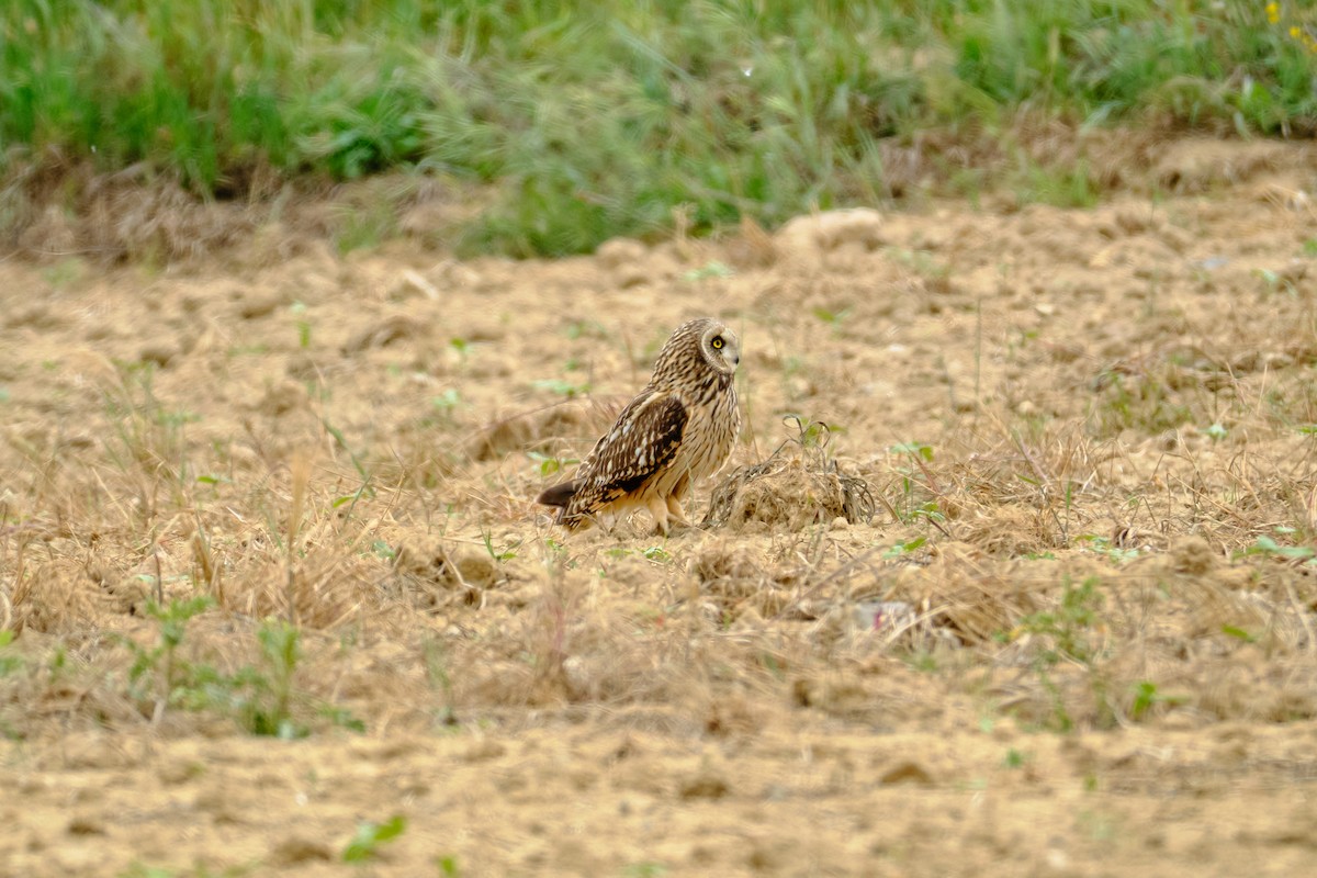 Short-eared Owl - ML619621148