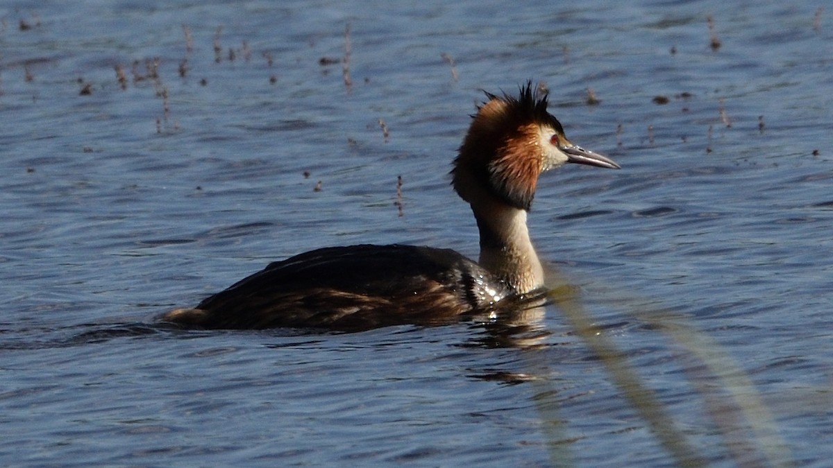 Great Crested Grebe - ML619621250