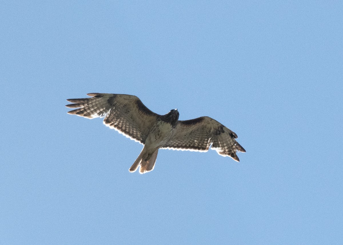 Red-tailed Hawk - ML619621258