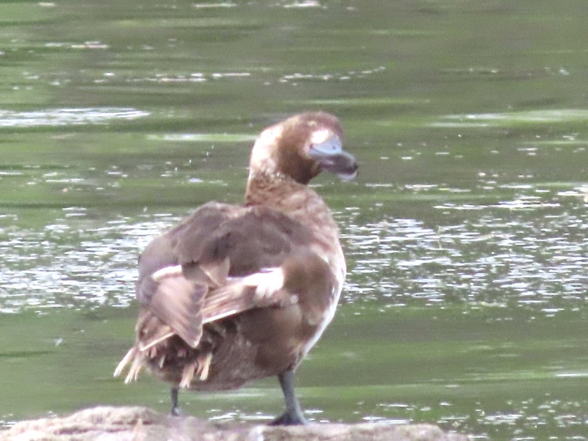 Greater Scaup - ML619621274