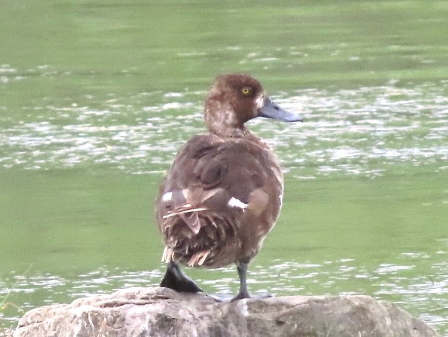 Greater Scaup - ML619621276
