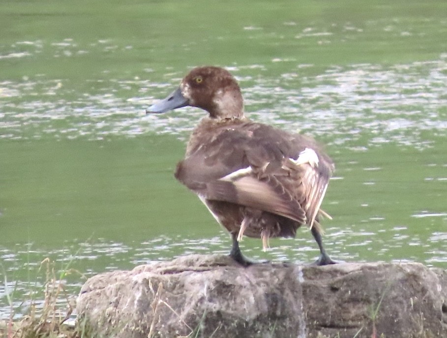 Greater Scaup - ML619621277