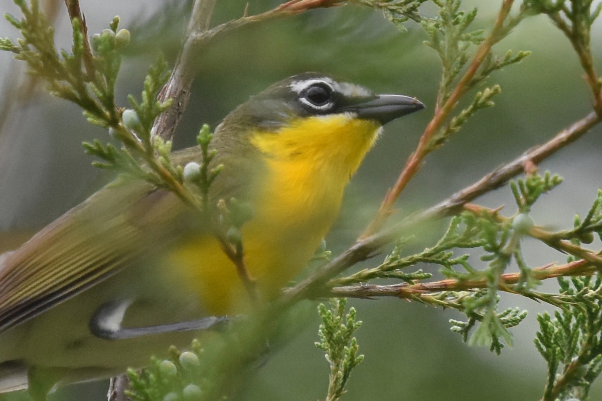 Yellow-breasted Chat - ML619621325