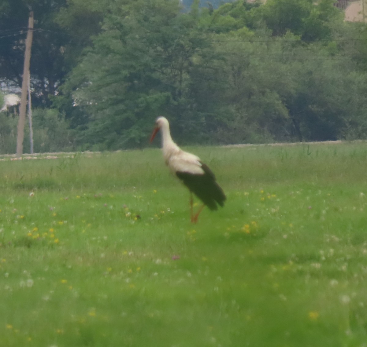 White Stork - ML619621339