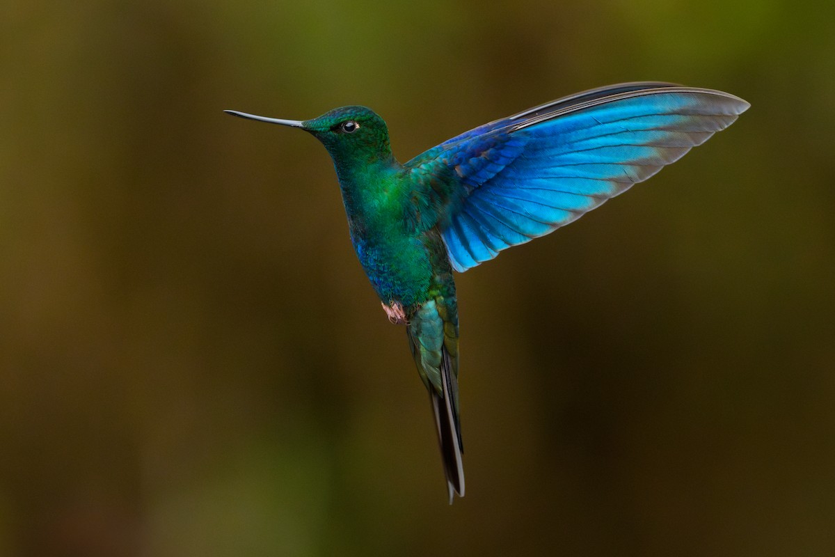 kolibřík modrokřídlý - ML619621349