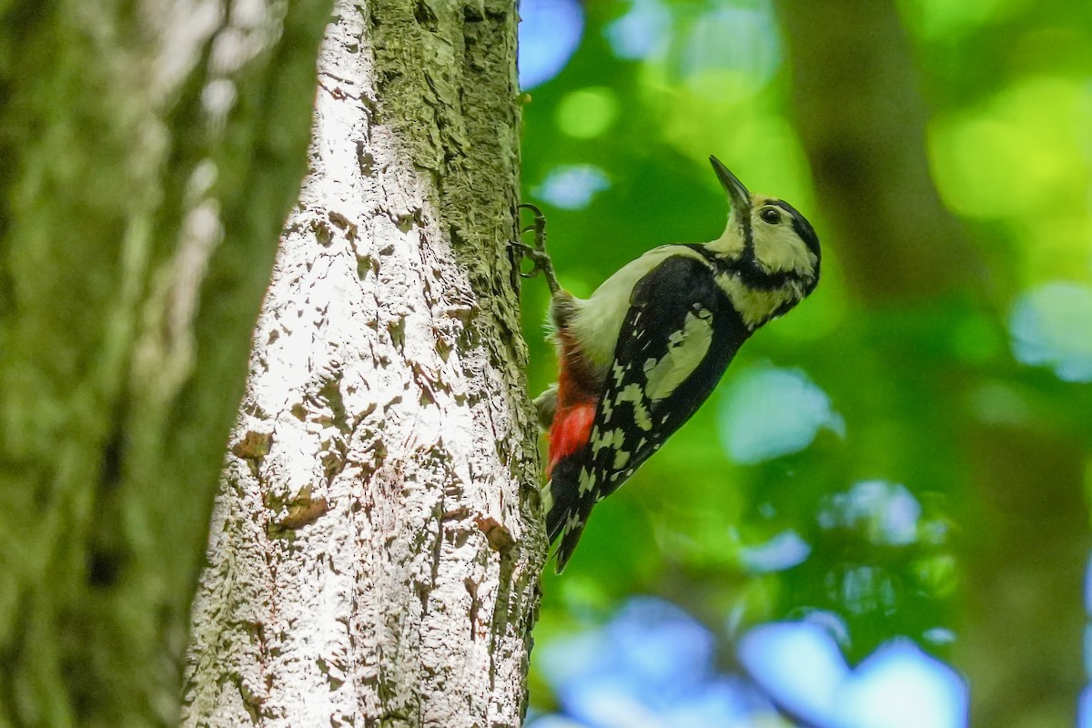 Great Spotted Woodpecker - ML619621364