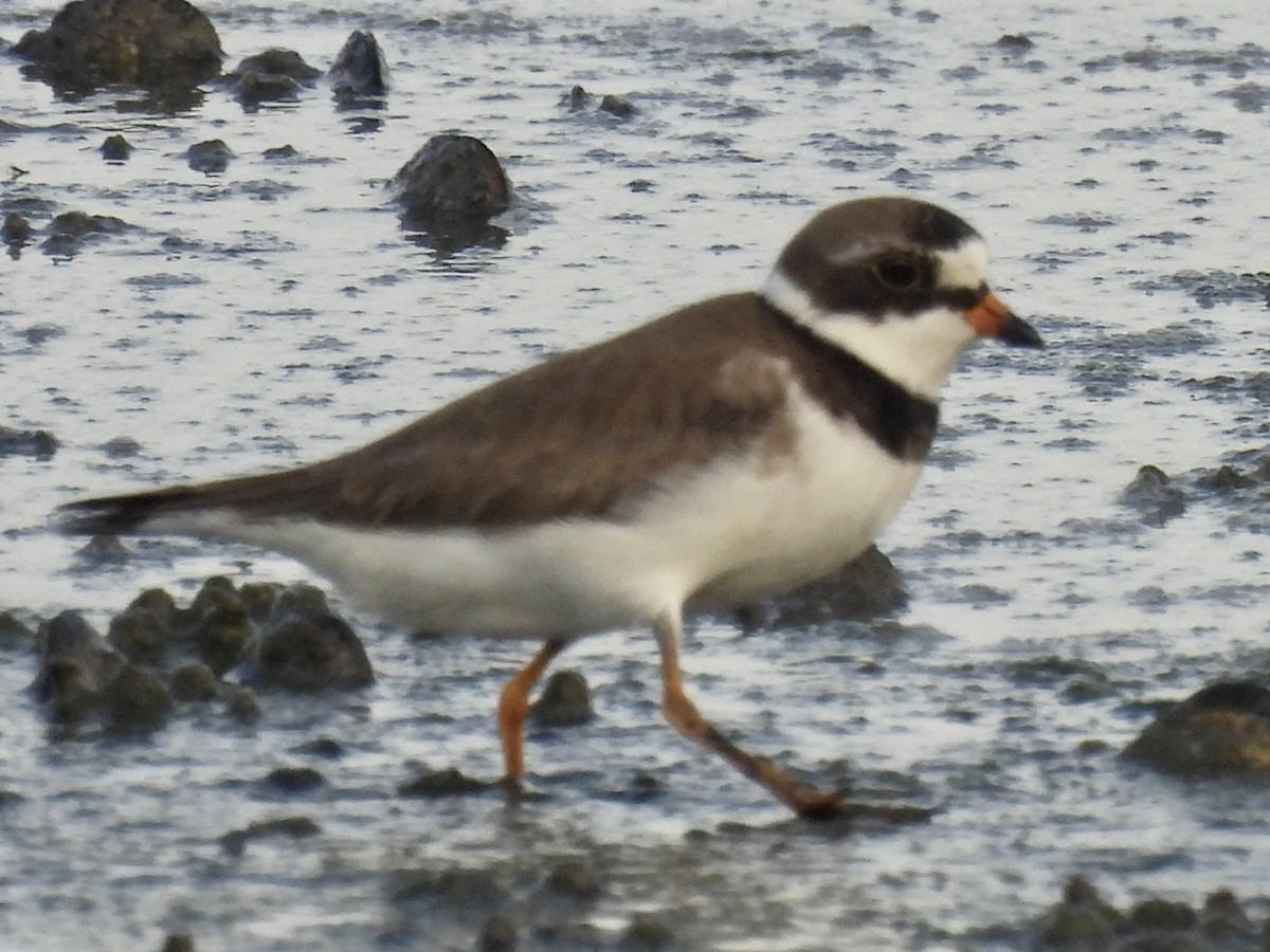 Semipalmated Plover - ML619621371