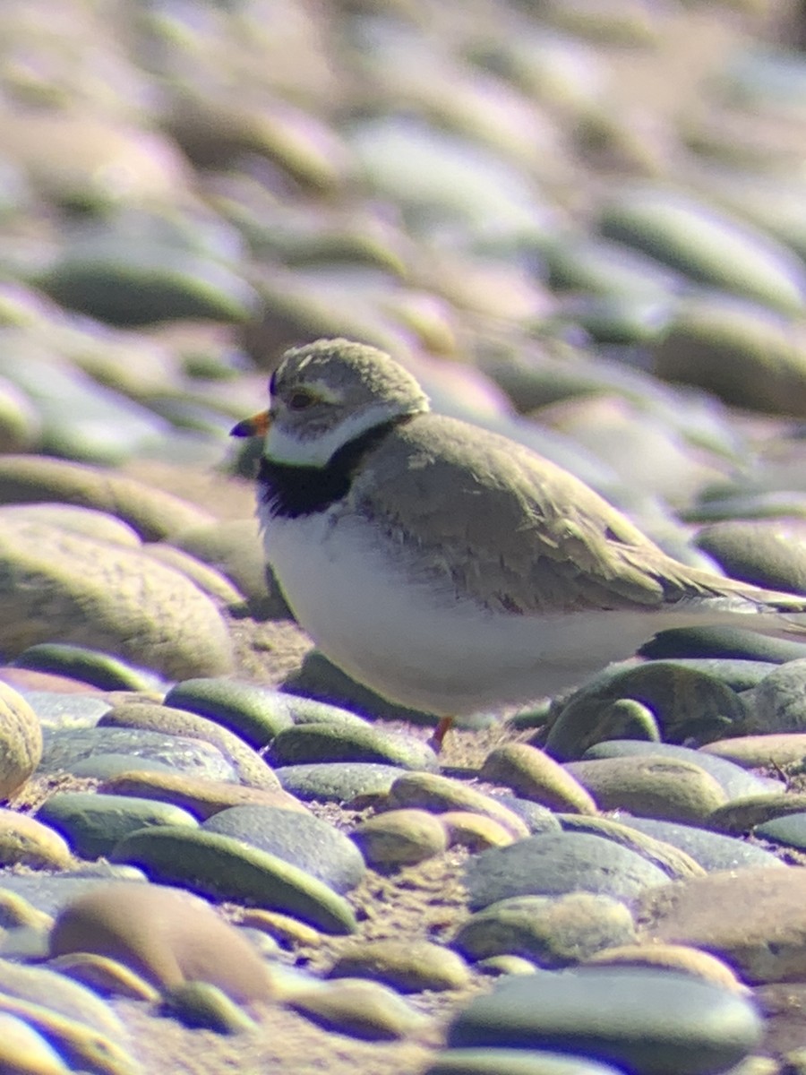 Piping Plover - ML619621464