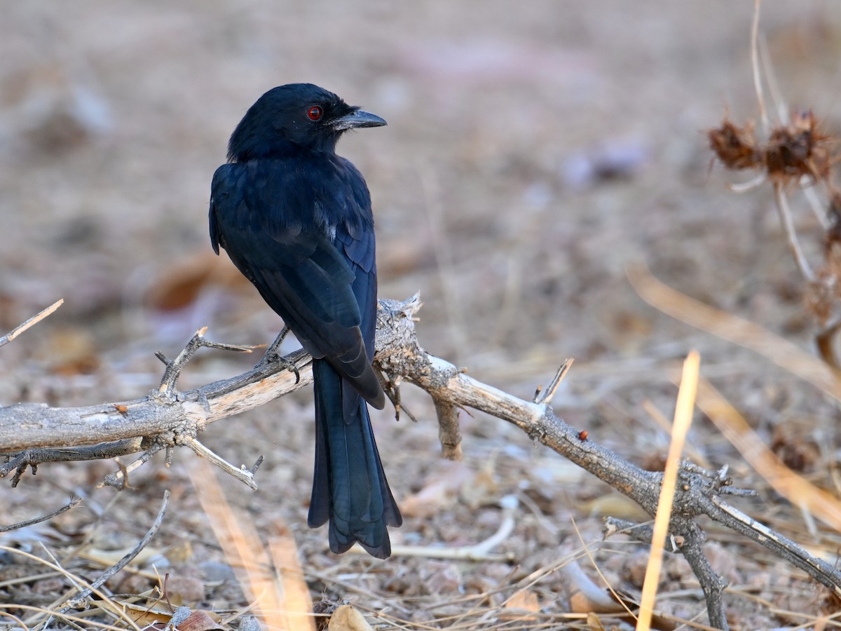 Fork-tailed Drongo - ML619621486